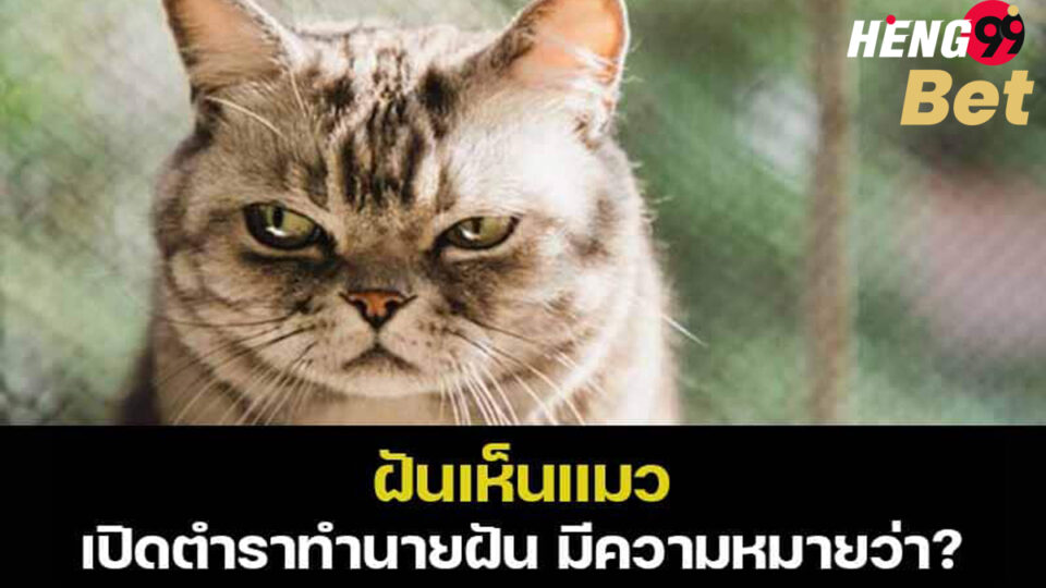 ฝันเห็นแมว-heng99bet
