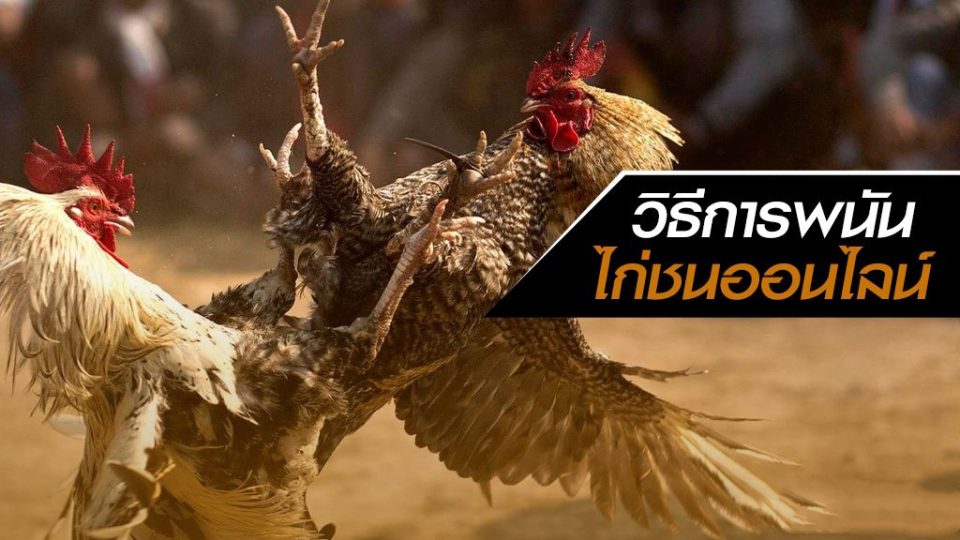 เกมไก่ชน - "cockfighting game"