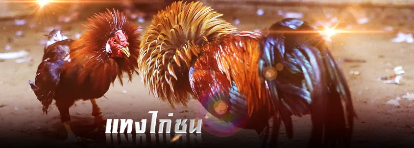 เกมไก่ชน - "cockfighting game"